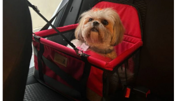 Cadeirinha Assento Cadeira Pet de Carro para Cães Cachorro Gatos ATÉ 10KG -Transporte Passeio Viagem