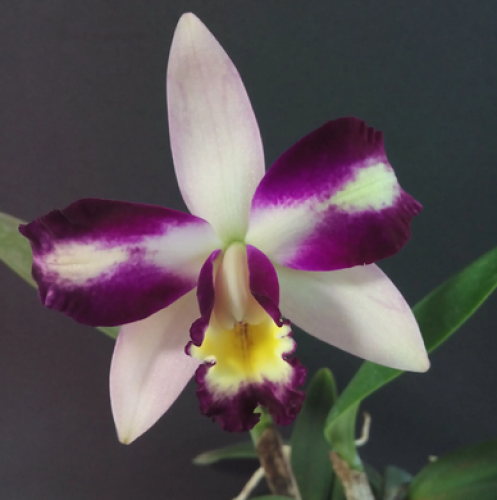 Muda de Orquídea Orquídea Blc Haw Yuan Beauty Hong 453-2