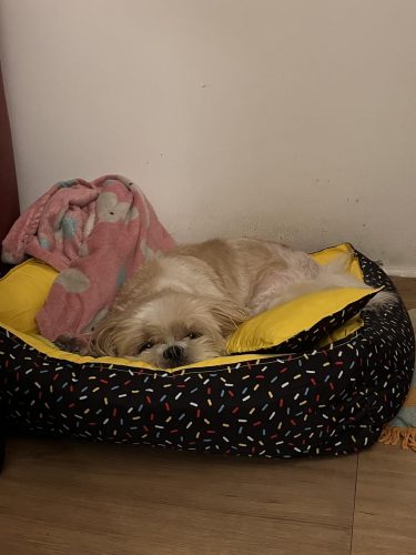 SS Pets Cama Para Pets Granulado Tamanho Médio